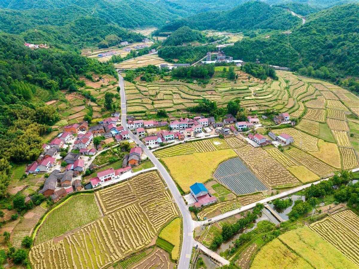 5月13日,航拍远安县洋坪镇马渡河村,处于成熟收割期的油菜田与农舍相