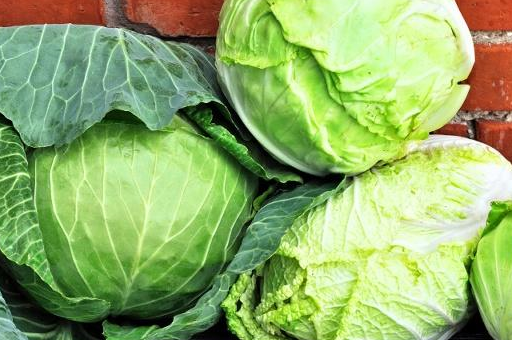 所以大家在煮卷心菜的时候也可以煮出很多的水分,并且卷心菜的热量