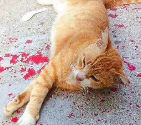 看到"橘喵"躺在血泊里,好心人都围过来了……_猫咪_生活_时候
