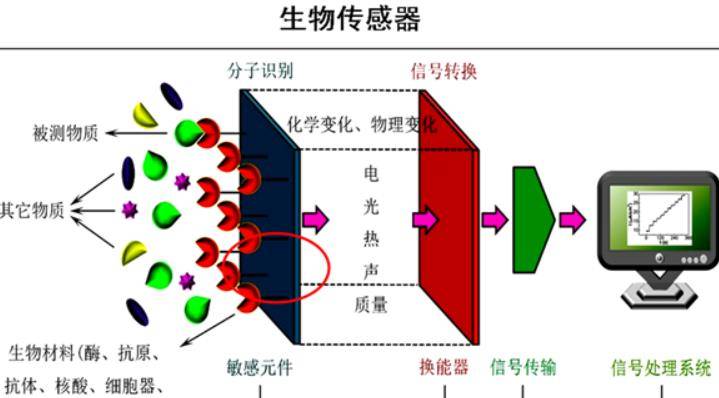 肿瘤标志物如何通过电化学免疫传感器,确认肿瘤的类型位置及大小_检测