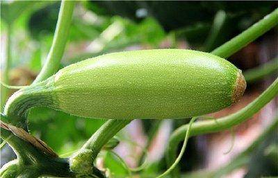 西葫芦绵腐病咋防治_发展_栽培_椭圆形