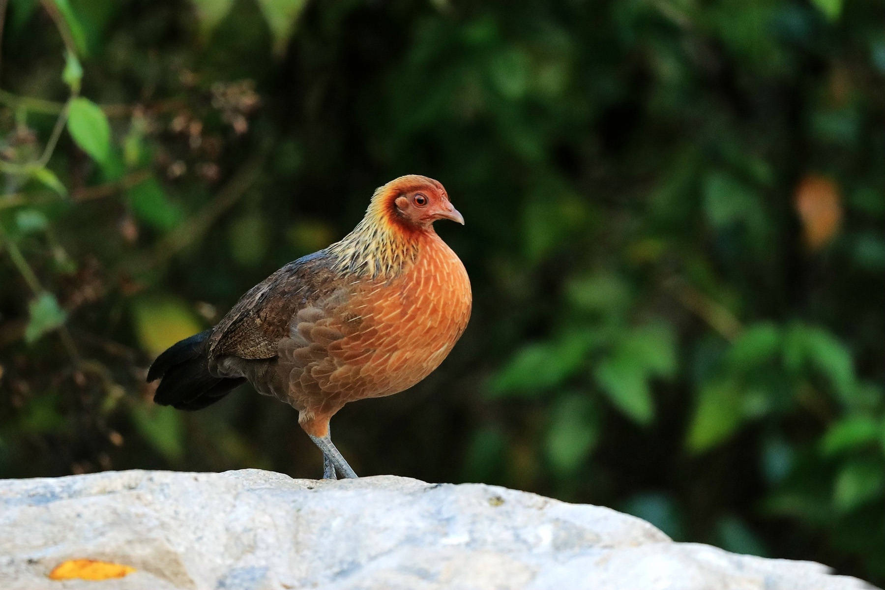 把普通的鸡放归野外,家鸡最后能变成野鸡吗?_保护_食物_环境
