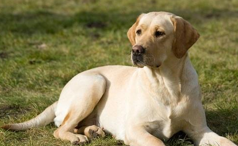 最好養的中型犬,適合家養的中型犬都在這裡_主人_牧羊犬_柴犬