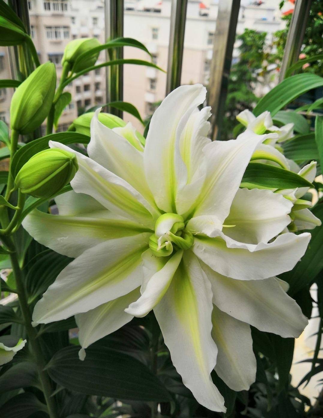 百合花种植技巧,就"3个",亭亭玉立花大色艳,以后年年都开花_种球_土壤