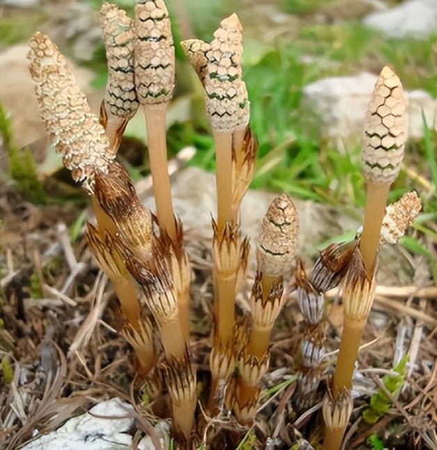 问荆_植物_人们