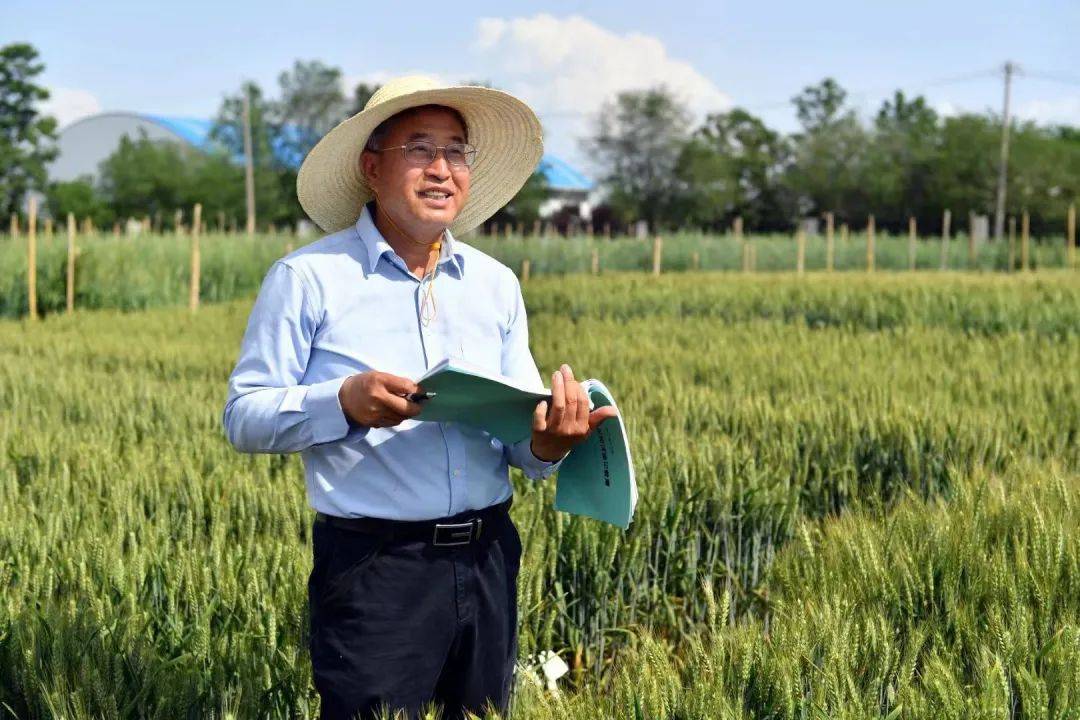 喜迎峰会丨杨凌金种子在"一带一路"生根发芽_张正茂_小麦_育种