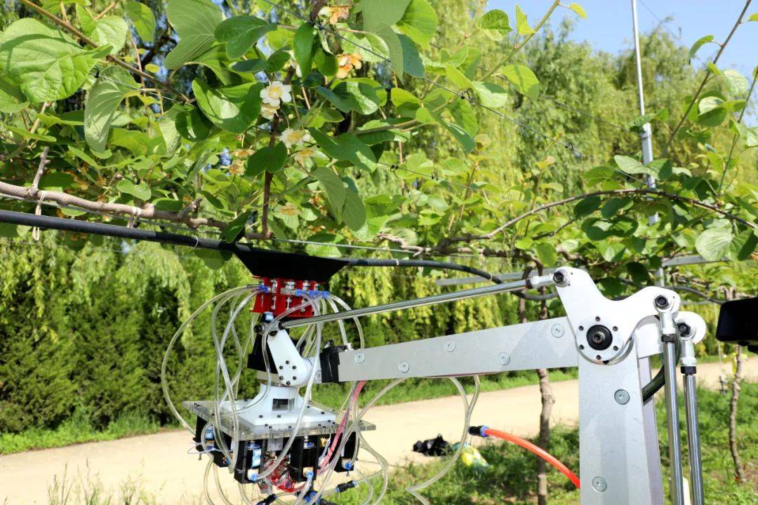 授粉机长"鹰眼",西农大这台猕猴桃机器人真厉害!_机械_识别_傅隆生