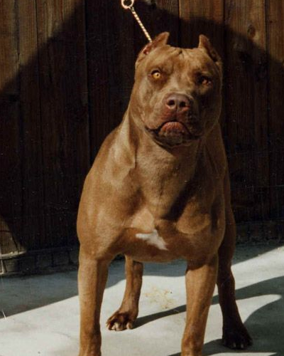 比特犬你喜欢吗,比特犬和藏獒,藏獒为什么打不过比特犬!