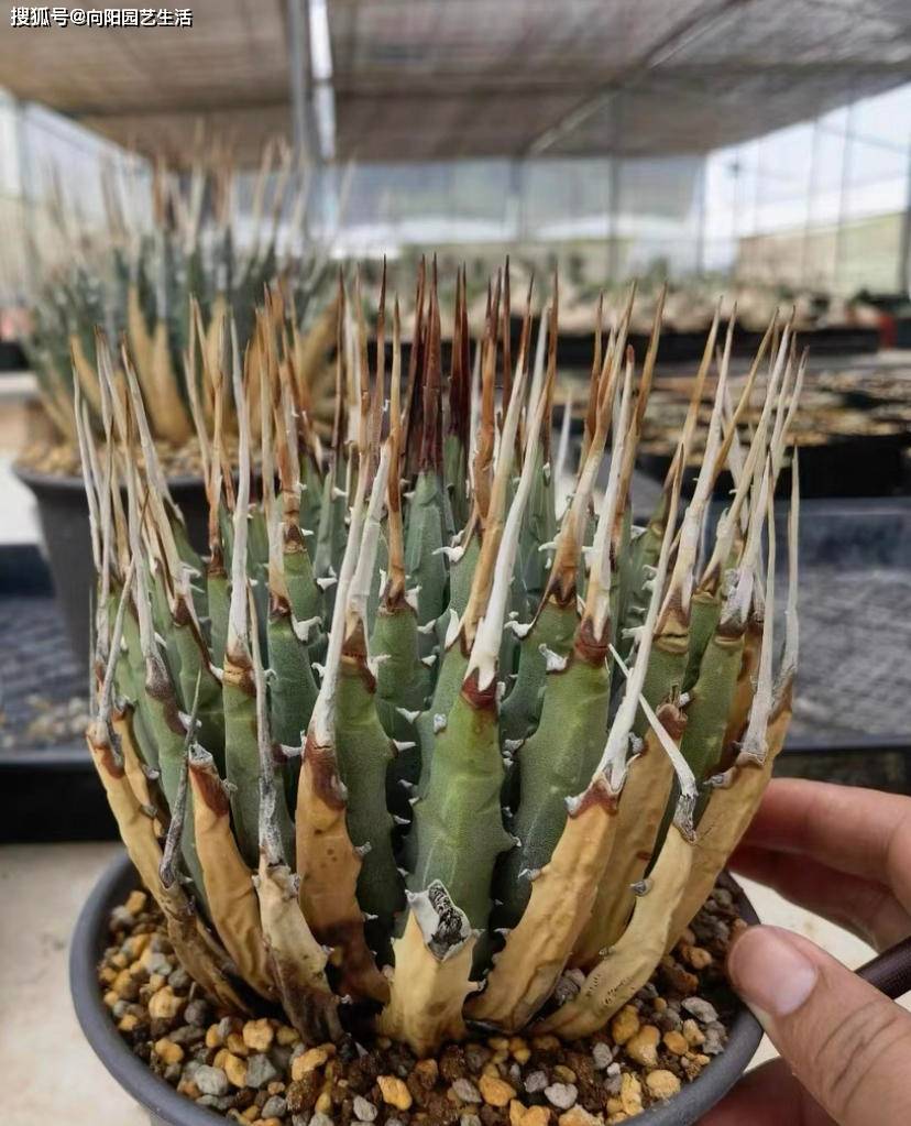 龙舌兰一棵能卖到上千块,剑麻也是龙舌兰,为啥不值钱?_繁殖_价格_植物