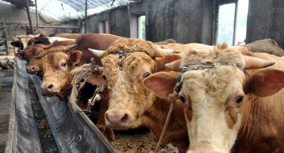 正確的肉牛藥物注射方式至關重要_進行_部位_生產