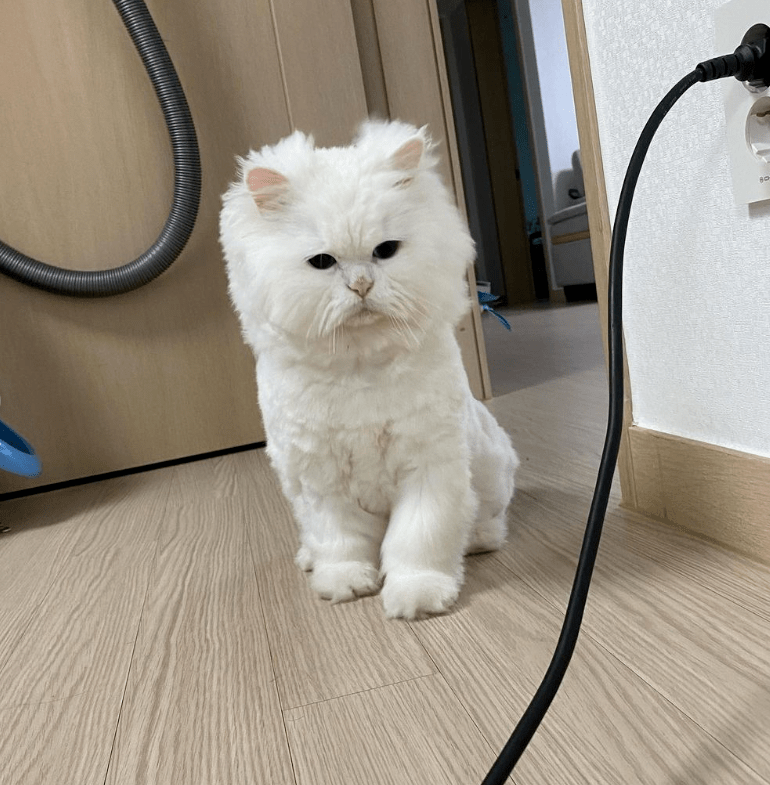 随手买了一个小斗笠给猫戴上后,越看越眼熟.这是鳌.鳌拜?