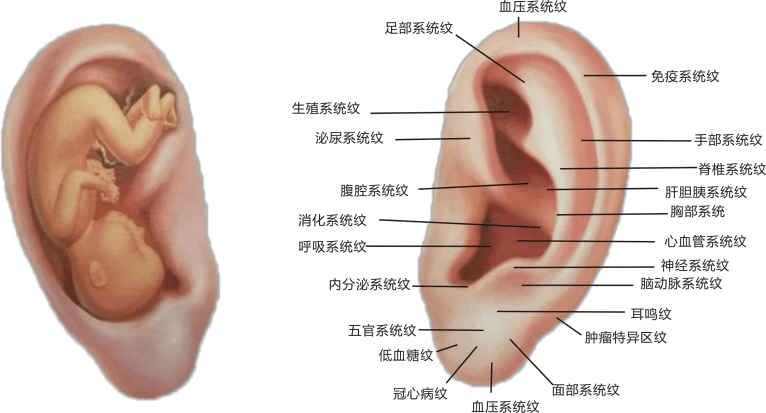 耳朵全息图解高清图片