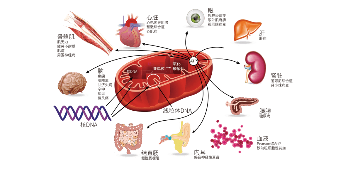 线粒体病精准诊断_mtdna_检测_临床