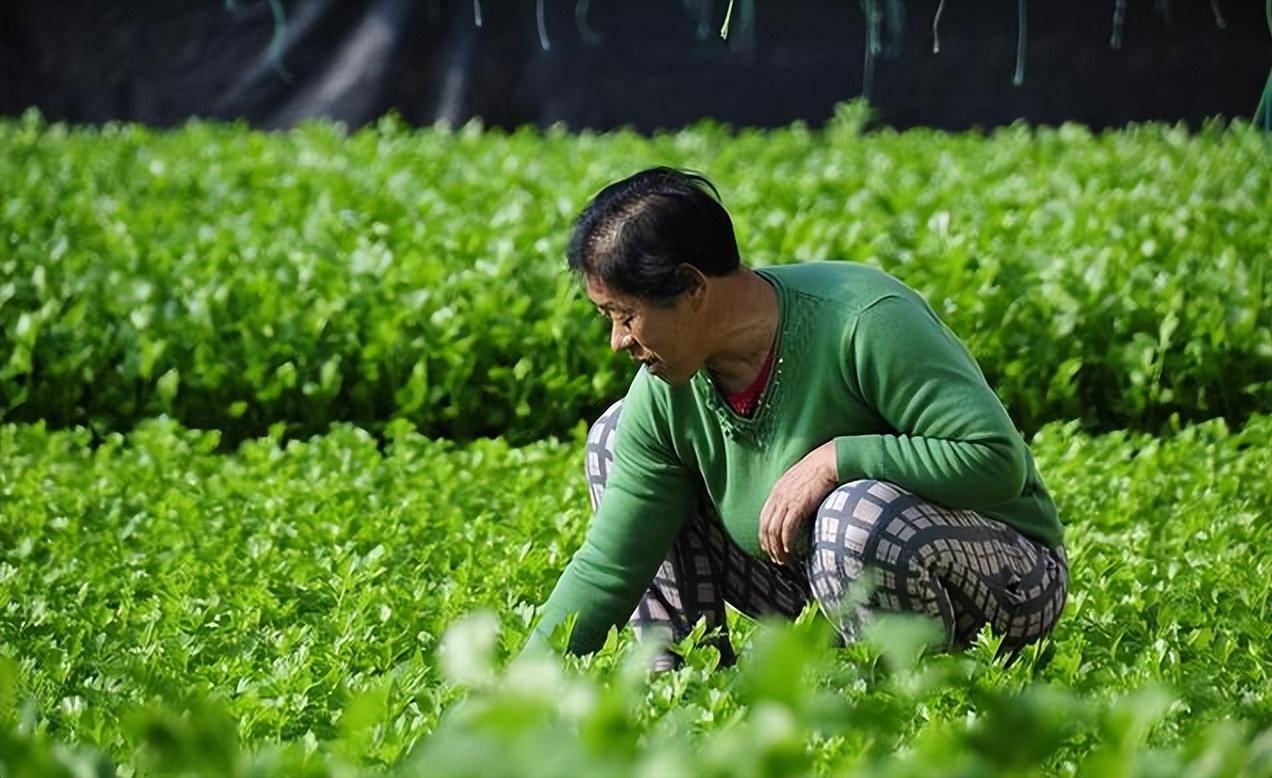 粉劑600倍液,50%苯菌靈可溼性粉劑1500倍液,30%氧氯化銅懸浮劑800倍液