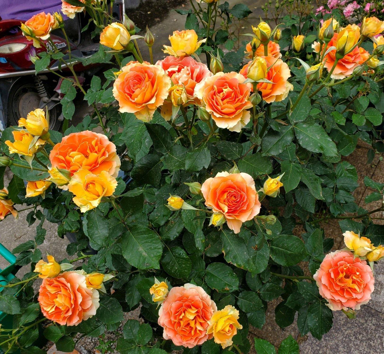 一款接近"完美"的月季,色香俱全,勤花丰花,刺少,抗病性超强_铜管乐队