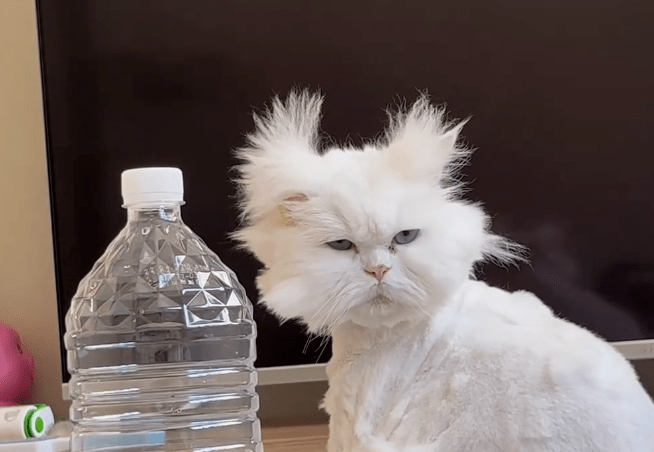 随手买了一个小斗笠给猫戴上后,越看越眼熟.这是鳌.鳌拜?