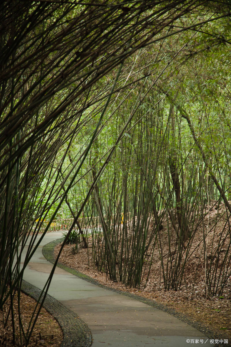走进重渡沟景区,感受竹林长廊与碧剑刺天的震撼_娱乐_游客_温泉仅