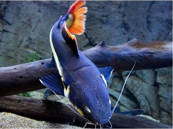 安徽钓友钓获彩色鲶鱼,会发出猫叫声,食量惊人,一般人养不起!