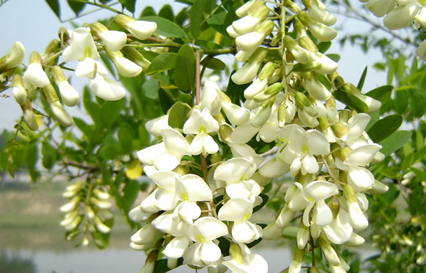 原创            槐花真的能吃吗？对身体有什么好处？又有什么坏处？你知道吗？
