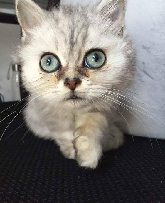 金吉拉泪痕怎么去除?_眼眶_眼睛_药物