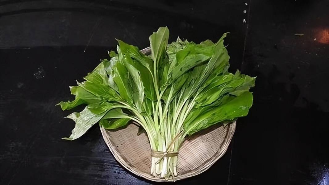 鹿耳韭素来是友好的,它有很多优点是大家所需要的,只要你善待它,它