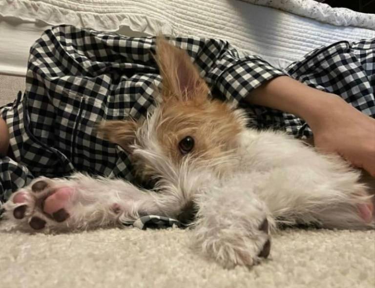 暖!遇见了天使朴彩英,从流浪狗变成让全世界blink羡慕的hank!