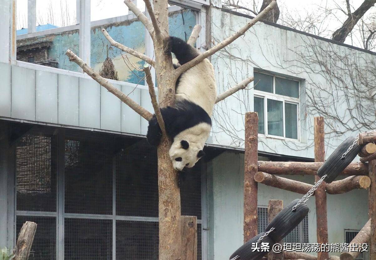 视频_越狱_竹子