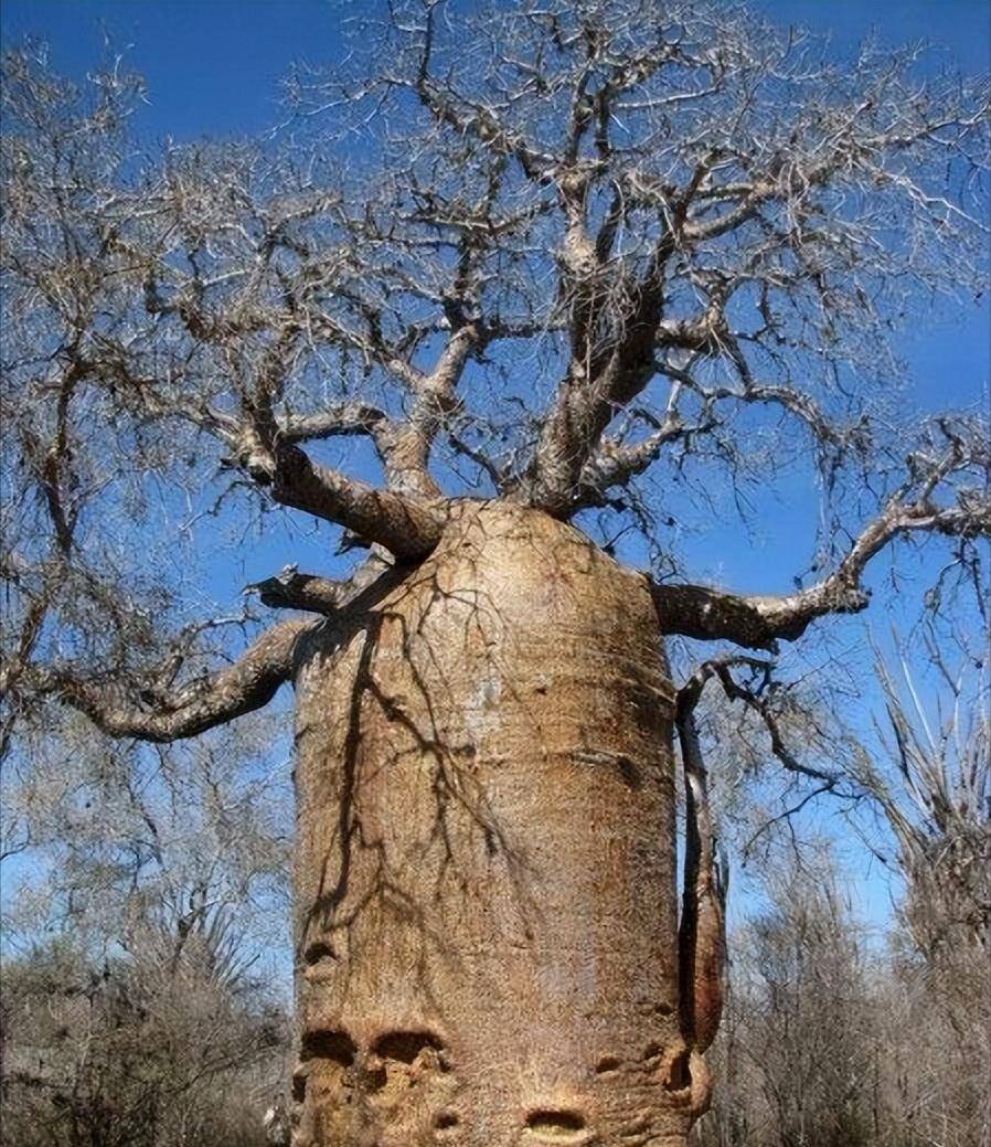 世界上最诡异的树图片