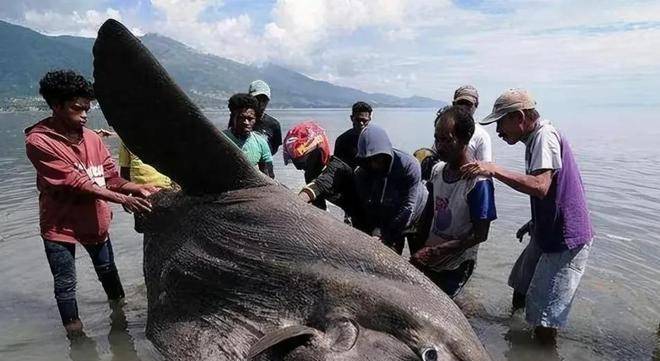 被吃一半都不懂反抗的翻车鱼,为什么还没有灭绝?_游泳_海狮_体型