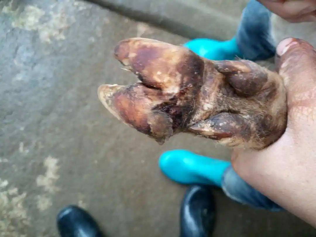 夏季羊腐蹄病土法治疗效果明显_季节_生石灰_大量的