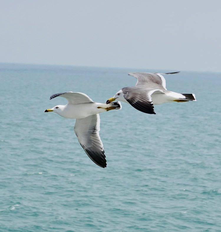 青岛大海海鸥照片图片