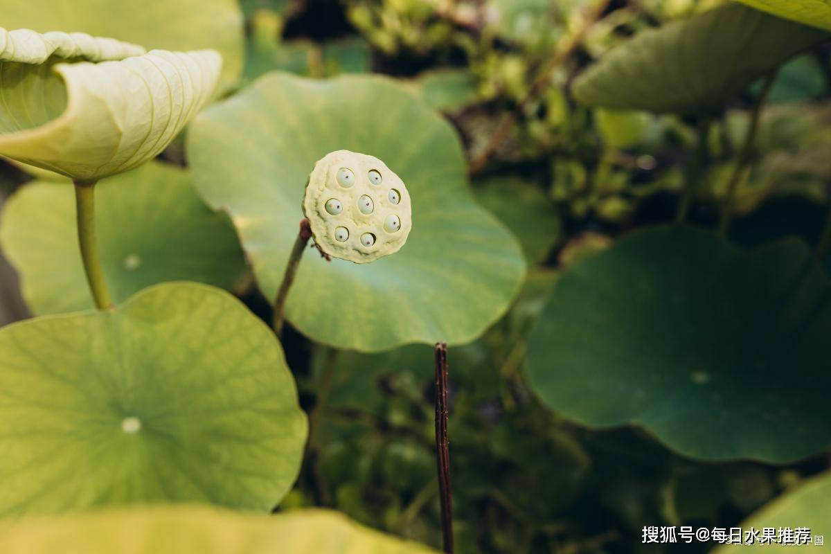想解决遗精和早泄问题？莲子的作用和功效你必须知道！-莲子疗效