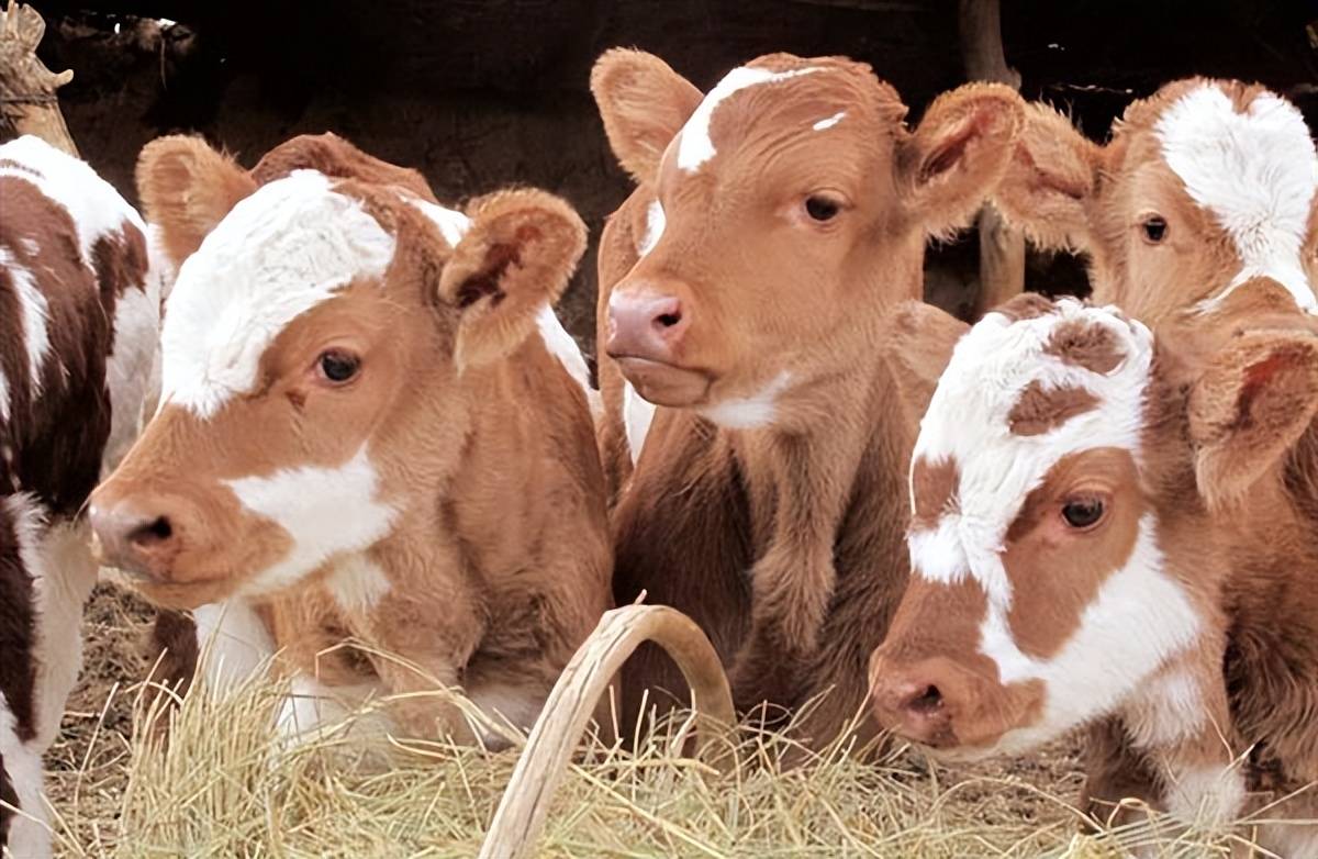 牛犊为什么不吃奶?找准原因_情况_奶水_母牛