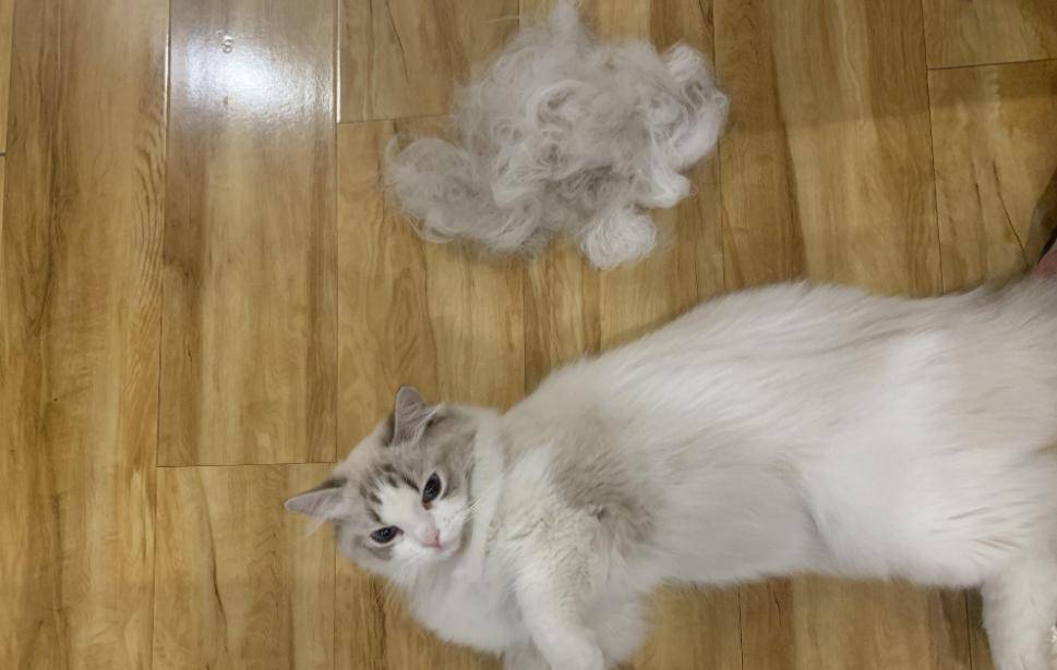 宠物猫掉毛是什么原因?应该怎样处理_猫咪_毛发_问题