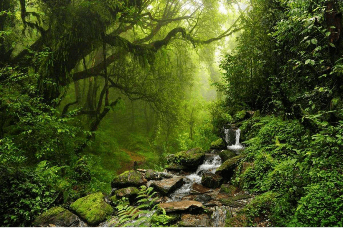 因为亚马逊雨林森林茂盛,植被众多,所以每年产生的氧气占全球氧气总量