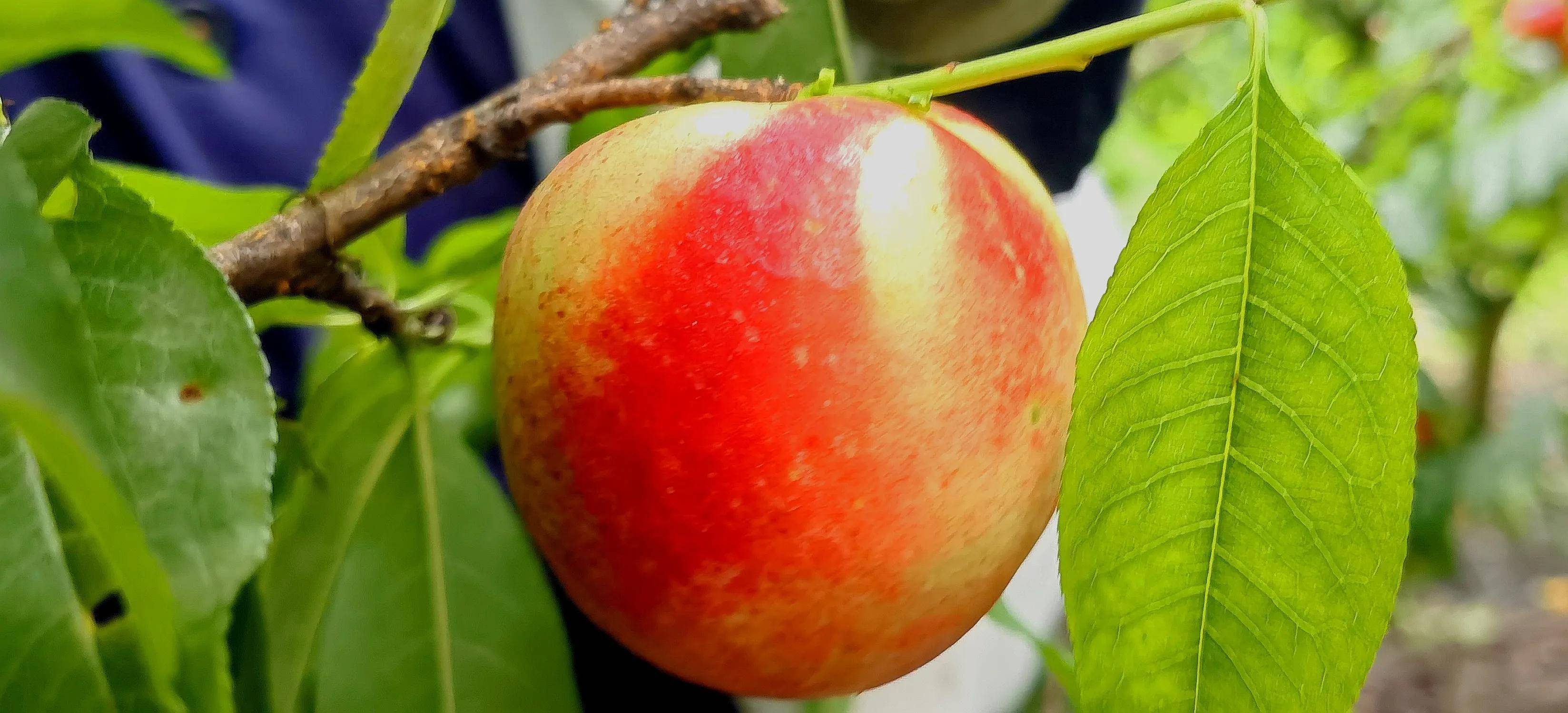湖北宜昌:一农民种植苹果桃成功,红艳夺目,20元一斤难买到_油桃_果子
