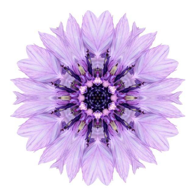 心理测试:凭感觉选一朵曼陀罗花,你内心最需要何种能量?