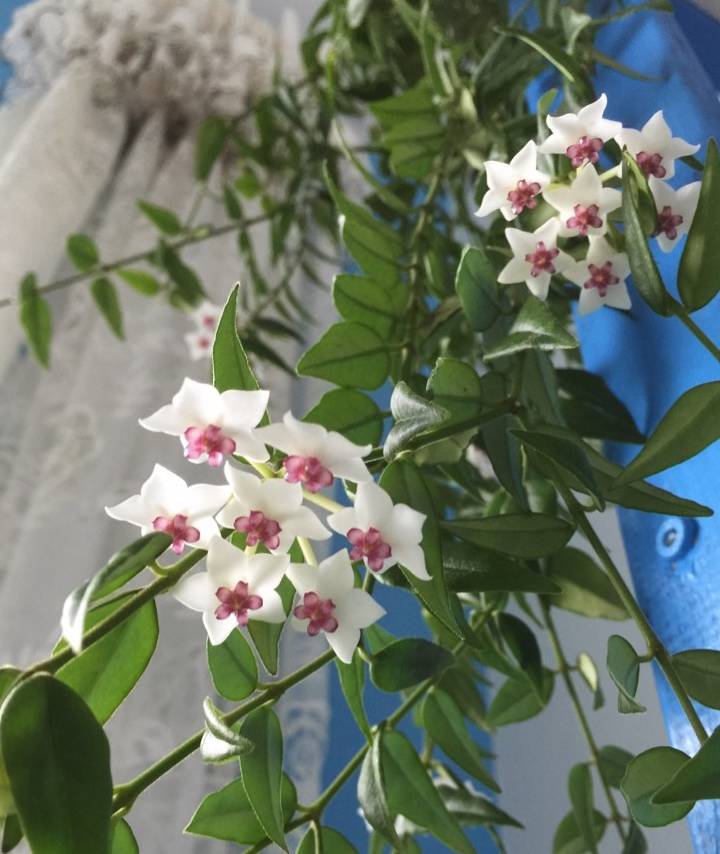 原创            此室内盆栽绿植，花叶共赏，清香幽远，花期长，易栽培，值得拥有-室内植物盆栽花卉怎么养