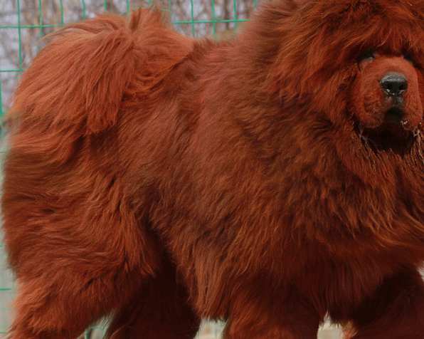 最名贵狗,第三个发威可以杀羚羊,最后一个无价之宝,忠心护主!