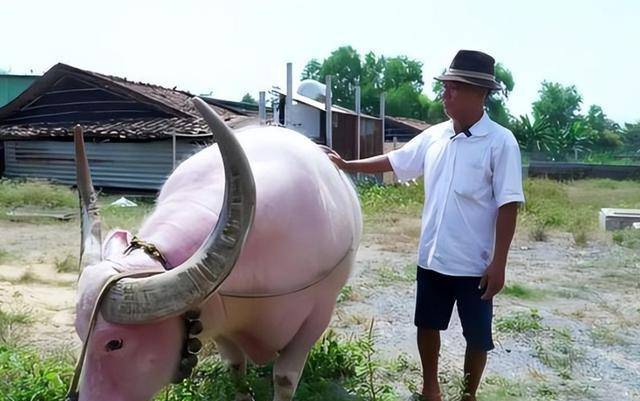 家人们都认为邓文仪被卖家骗了,因为粉色小水牛的价格太高,而且他们认