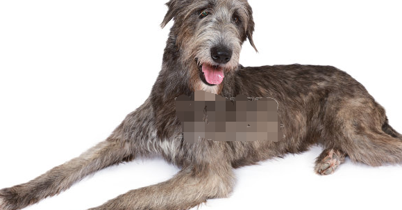 最名贵狗,第三个发威可以杀羚羊,最后一个无价之宝,忠心护主!