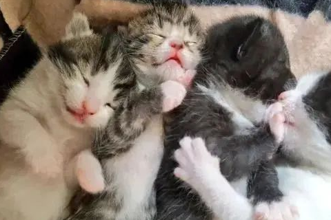 梦回温馨，解析梦见一只巴掌大的小猫生了四只小猫的深层含义