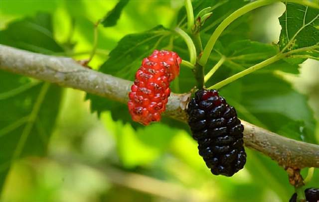 十首桑葚的诗词,黄栗留鸣桑葚美,紫樱桃熟麦风凉._清代_食用_桑椹子