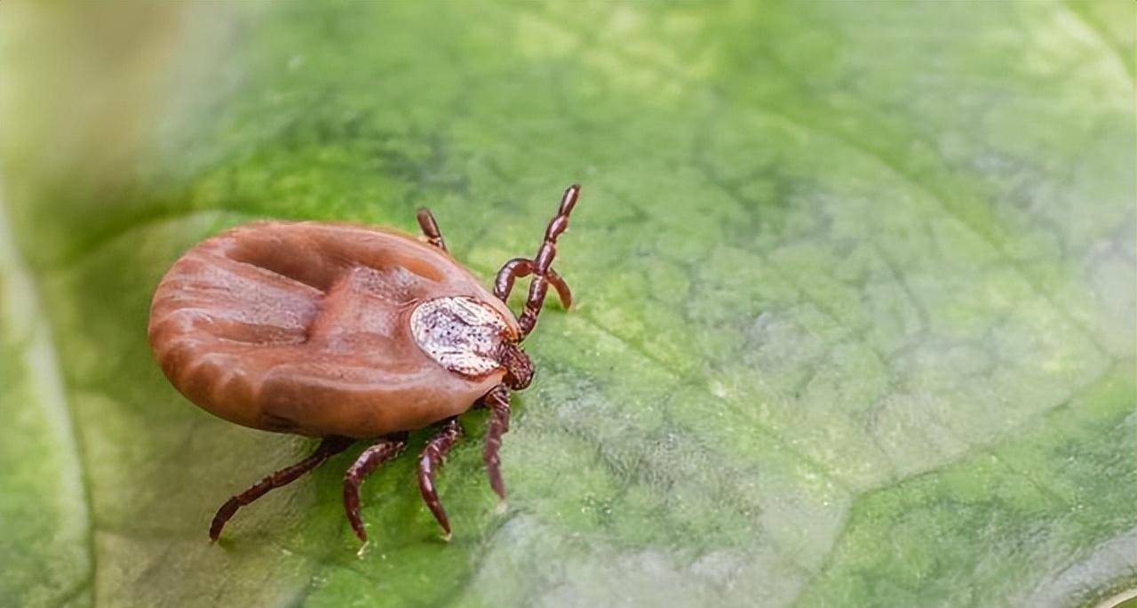 比蚊子更可怕的吸血寄生虫,被蜱虫叮咬后该怎么处理?千万别抠!