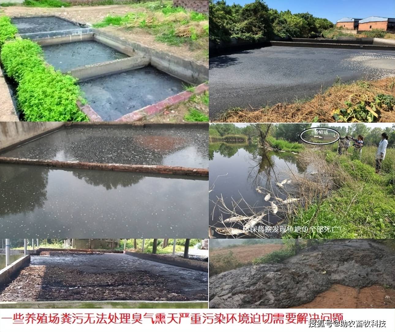 猪场清栏后,如何快速处理残留粪污?运用微生物技术能够轻松完成