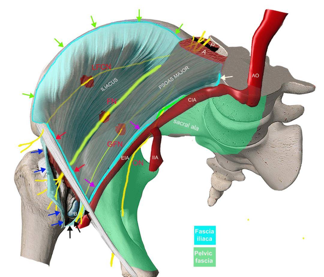 髂筋膜阻滞旋髂深动脉图片