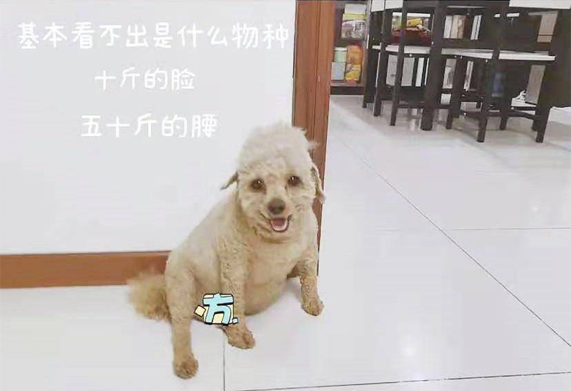 搞笑图片:闺蜜出差前做的速冻饺子做成了"片汤"_小明_豆子_做作业