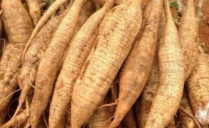 白葛_夏枯草_抵抗