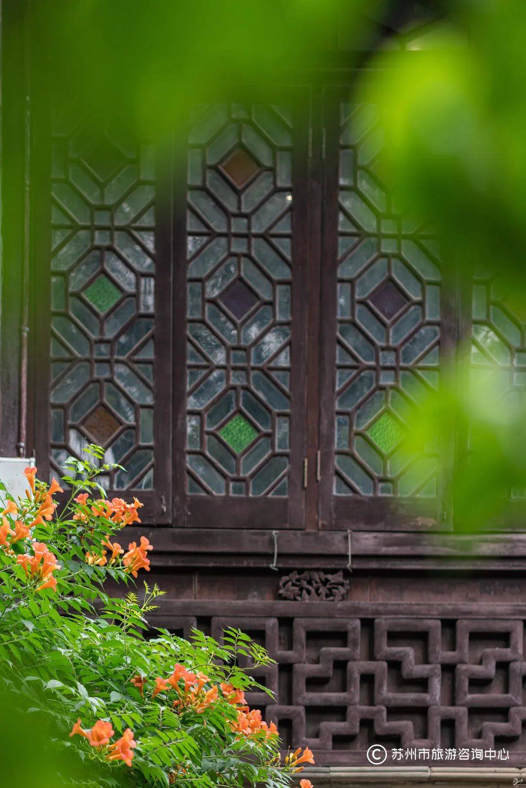 越热越烂漫,这些凌霄花墙不能错过_苏州古典园林_夏日_夏天