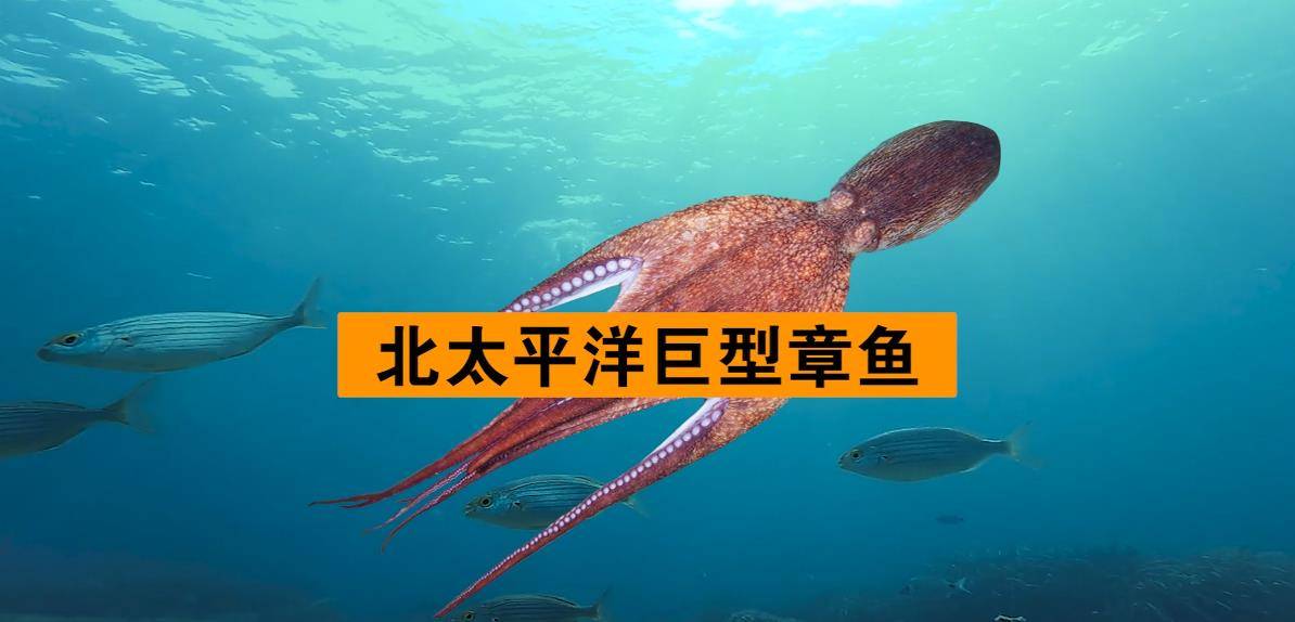 海妖克拉肯:體長2500米,目擊者眾多,北海巨獸真的存在嗎?